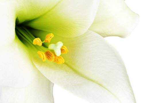 Fototapeta White lilly macro
