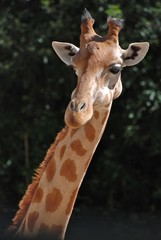 giraffe