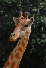 giraffe