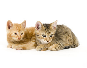 Fototapeta premium Two tired kittens
