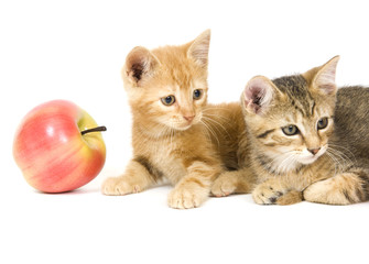 Kittens sitting next to an apple