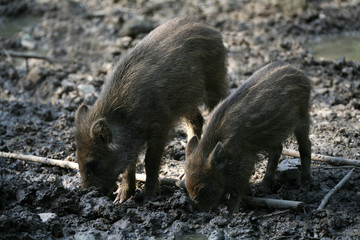 Frischlinge