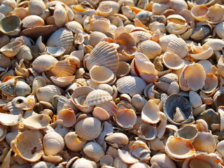 Kaleidoscope of seashells