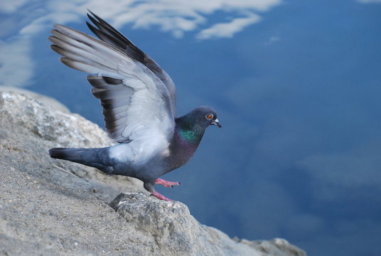 att&eacute;rir