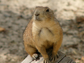 Marmot 