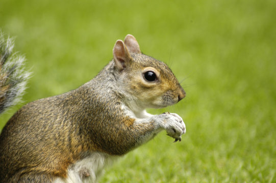 Esquilo comendo no parque