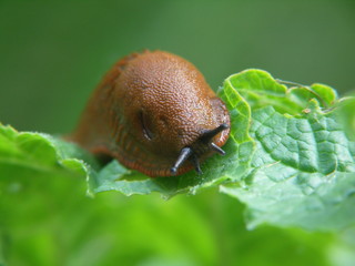 Nacktschnecke
