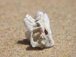Seepocke