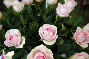Bouquet de roses