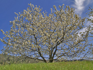 Fototapeta premium Kirschbaum