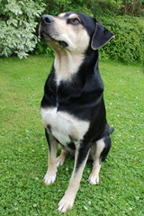 Hund
