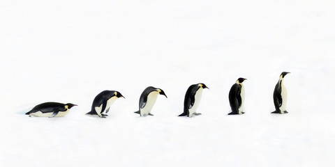 Évolution du pingouin