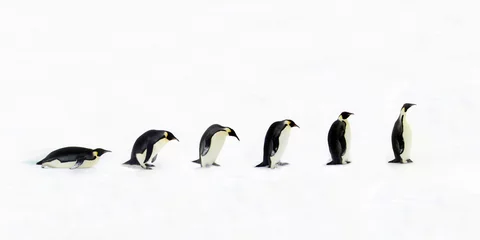 Crédence de cuisine en verre imprimé Pingouin Évolution du pingouin