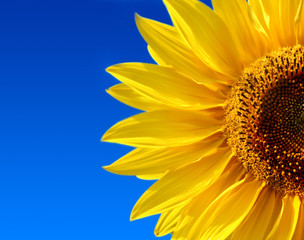 Obraz premium yellow sunflower