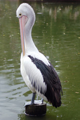 a pelican perched on a wooden stump