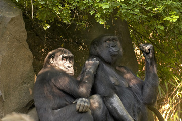 Gorillas in late afternoon sun