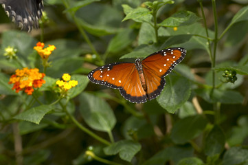 Tan and Black Butterfly with Spots