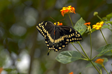 Black and Gold Butterfly