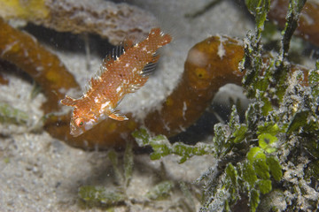 Marble Blenny