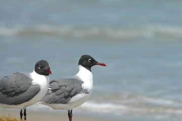 Beach Birds