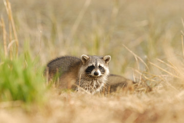 Naklejka na ściany i meble Cute Raccoon