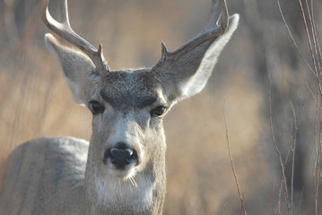 Mule Deer Buck