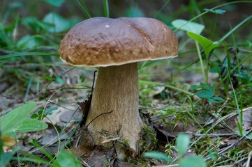 cep