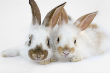 sweet baby rabbits  