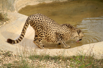 Gepard on watering place. © Irina Igumnova