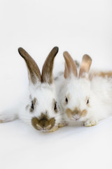 portarit of two baby rabbits