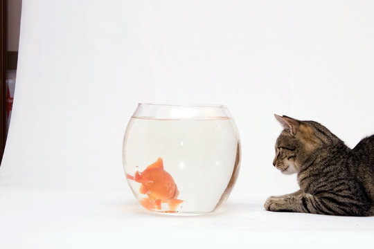  Home cat and a gold fish.
