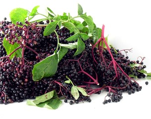 clusters of elder berries