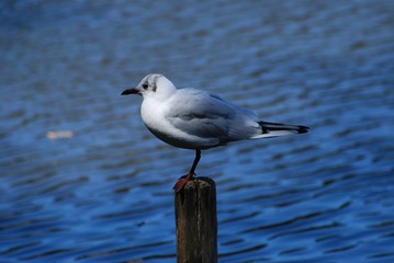 gull