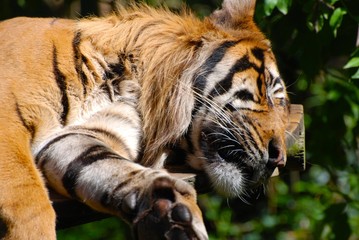 Fototapeta premium tigre au repos