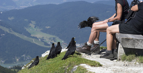 Hikers feeding birds in the Alps