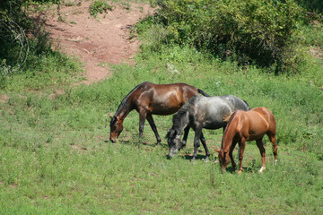 Obraz premium Three horses