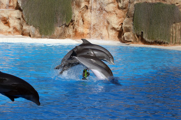 four dolphins jumping