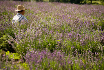 Man in lavender field