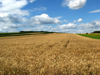 wheat field