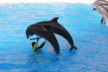 Obraz premium two dolphins jumping