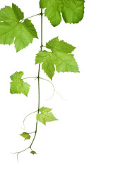 grape-leaves