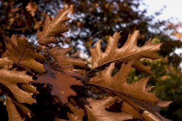 Green meadows with crossing roads