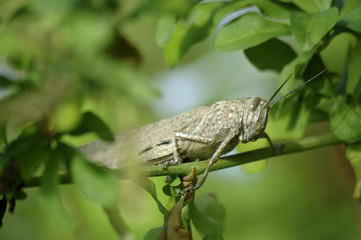 locust