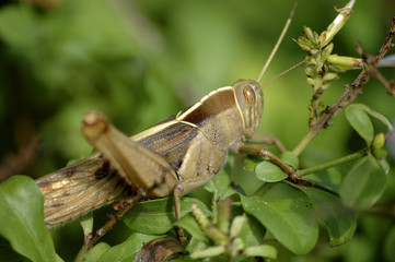 locust