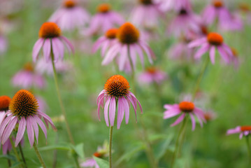 Garden Flowers