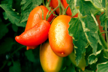 Tomaten