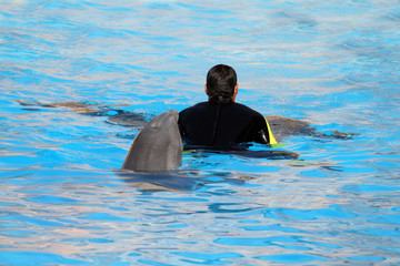 dolphin behind a man