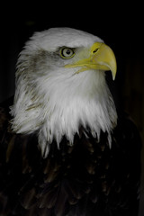 bald eagle