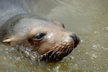 Fototapeta premium californian sea lion