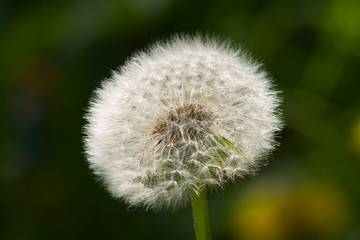 Fototapeta premium Dandelion (Taraxacum)